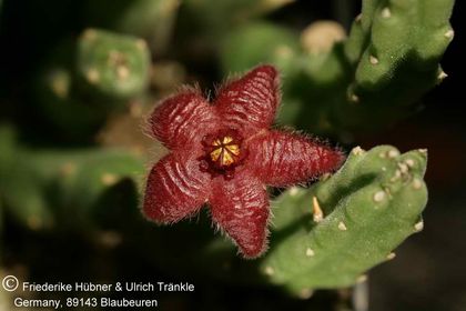 Stapelia paniculata ssp scitula (FH06,094) 001 – Asclepidarium