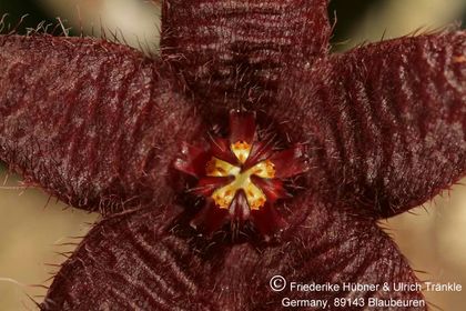 Stapelia paniculata ssp scitula (FH06,094) 004 – Asclepidarium