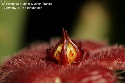 Stapelia paniculata ssp scitula (FH06,094) 007 – Asclepidarium