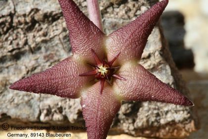 Stapelia pearsonii (PVB 3552) (FH04,103) 002 – Asclepidarium