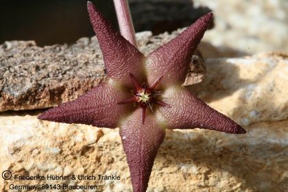 Stapelia pearsonii (PVB 3552) (FH04,103) 003 – Asclepidarium