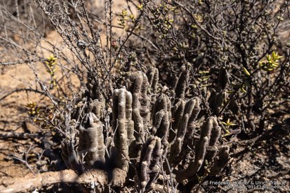 Stapelia pillansii cf 2184 – Asclepidarium