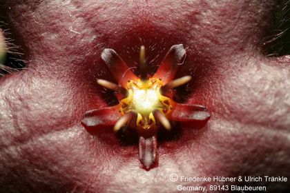 Stapelia praetermissa (IB 10792; RSA above Blaukrans River gorge) (FH07,029) 002 – Asclepidarium