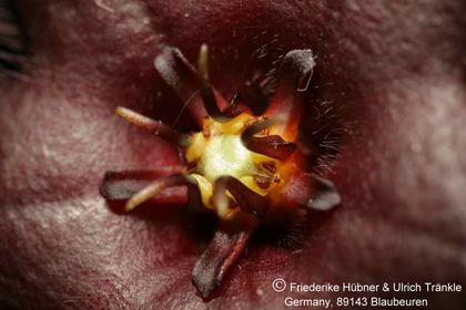 Stapelia praetermissa (IB 10792; RSA above Blaukrans River gorge) (FH07,029) 003 – Asclepidarium