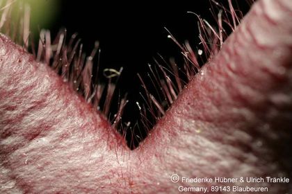 Stapelia praetermissa (IB 10792; RSA above Blaukrans River gorge) (FH07,029) 004 – Asclepidarium