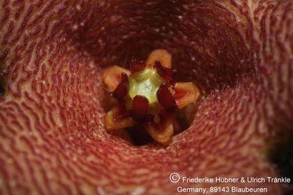 Stapelia rufa (2007,024) 005 – Asclepidarium