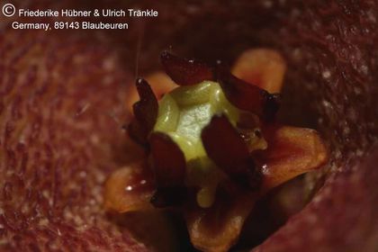 Stapelia rufa (2007,024) 006 – Asclepidarium
