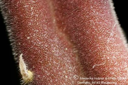 Stapelia rufa (2007,024) 009 – Asclepidarium