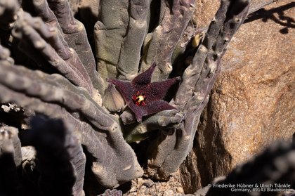 Stapelia rufa 2163 – Asclepidarium