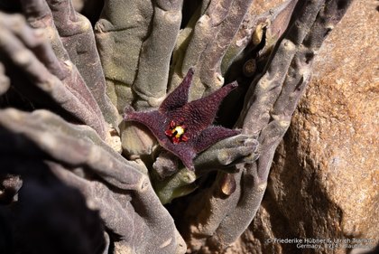 Stapelia rufa 2164 – Asclepidarium