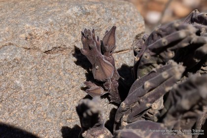 Stapelia rufa 2168 – Asclepidarium