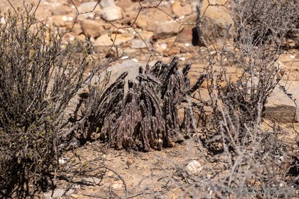 Stapelia rufa 2170 – Asclepidarium