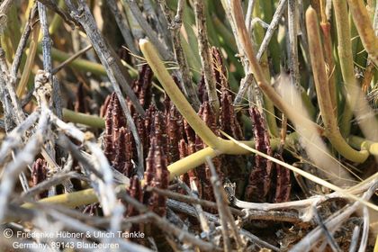 Stapelia schinzii ssp schinzii (Tiras-Farm, Namibia) – Asclepidarium
