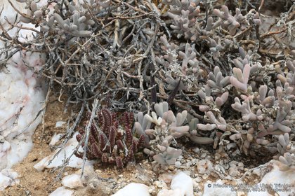Stapelia similis 0000 – Asclepidarium