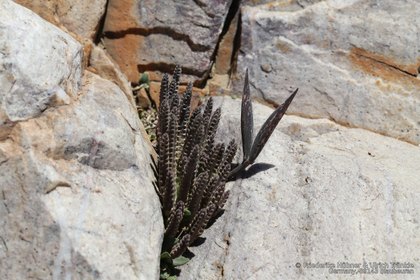 Stapelia similis 0001 – Asclepidarium