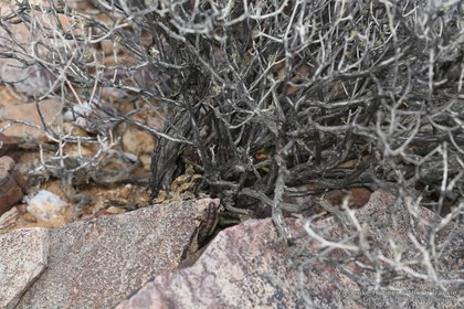Stapelia similis 1464 – Asclepidarium