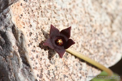 Stapelia similis 1465 – Asclepidarium