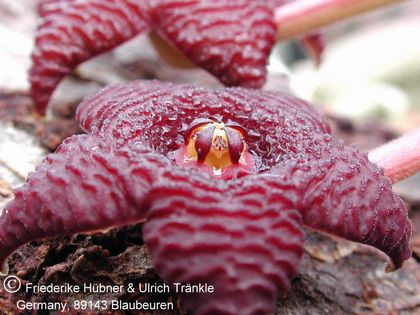 Stapelia similis – Asclepidarium