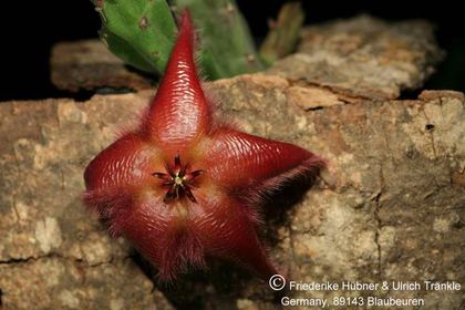 Stapelia tsomoensis PEH1193 (FH07,098) 001 – Asclepidarium