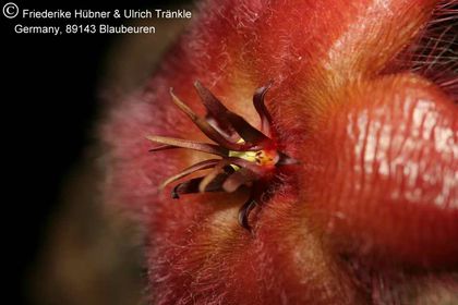 Stapelia tsomoensis PEH1193 (FH07,098) 004 – Asclepidarium