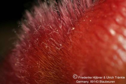 Stapelia tsomoensis PEH1193 (FH07,098) 007 – Asclepidarium