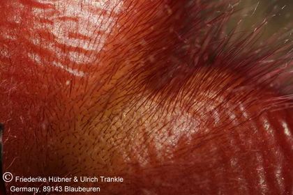Stapelia tsomoensis PEH1193 (FH07,098) 008 – Asclepidarium