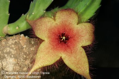 Stapelia unicornis (FH07,137) 001 – Asclepidarium