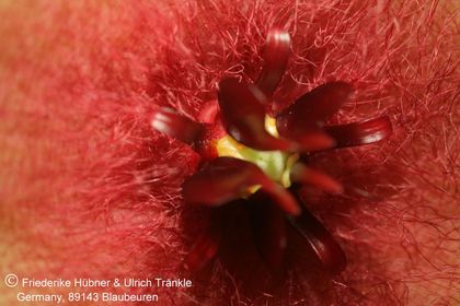 Stapelia unicornis (FH07,137) 005 – Asclepidarium