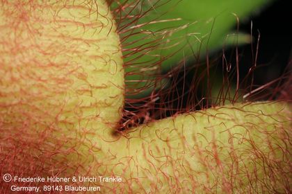Stapelia unicornis (FH07,137) 007 – Asclepidarium