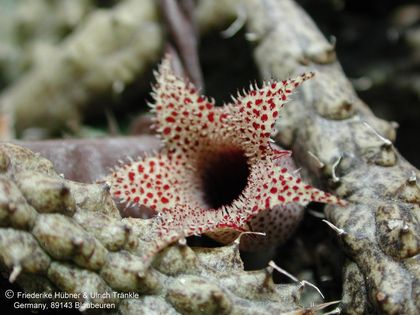 Stapelianthus decaryi Blüte nah 1 2001 – Asclepidarium