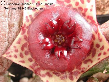 Stapelianthus keraudreniae 3 – Asclepidarium