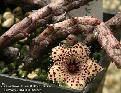 Stapelianthus madagascariensis (FH04,055) 001 – Asclepidarium