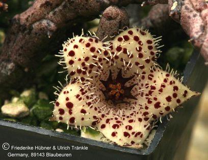 Stapelianthus madagascariensis (FH04,055) 002 – Asclepidarium