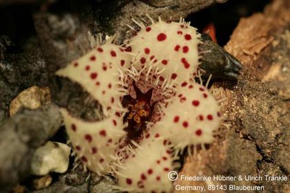 Stapelianthus madagascariensis (FH07,034) 002 – Asclepidarium