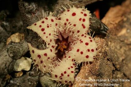 Stapelianthus madagascariensis (FH07,034) 003 – Asclepidarium