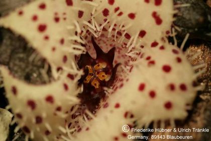 Stapelianthus madagascariensis (FH07,034) 004 – Asclepidarium