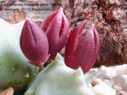 Stapeliopsis saxatilis 1 – Asclepidarium