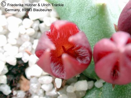 Stapeliopsis saxatilis 4 – Asclepidarium