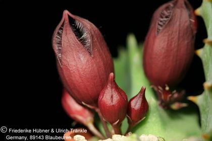 Stapeliopsis saxatilis (FH08,072) 003 – Asclepidarium