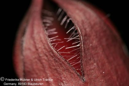 Stapeliopsis saxatilis (FH08,072) 005 – Asclepidarium