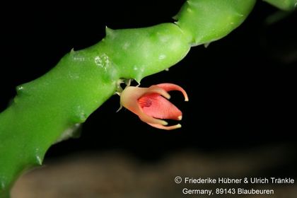 Stapeliopsis stayneri (FH07,163) 001 – Asclepidarium
