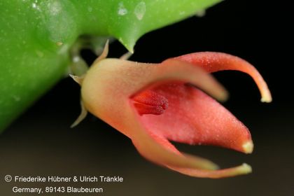 Stapeliopsis stayneri (FH07,163) 002 – Asclepidarium