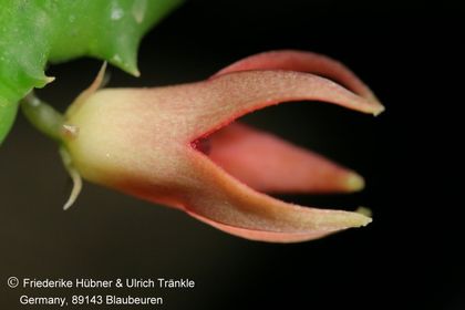 Stapeliopsis stayneri (FH07,163) 003 – Asclepidarium