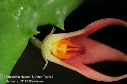 Stapeliopsis stayneri (FH07,163) 004 – Asclepidarium