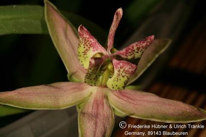 Stathmostelma gigantiflorum (Exotica Clon) 004 – Asclepidarium