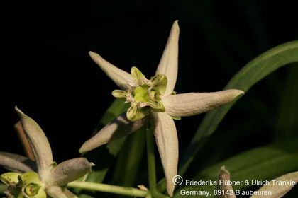 Stathmostelma sp (Exotica Clon) 001 – Asclepidarium