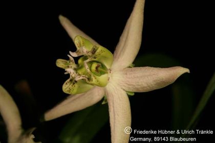 Stathmostelma sp (Exotica Clon) 003 – Asclepidarium
