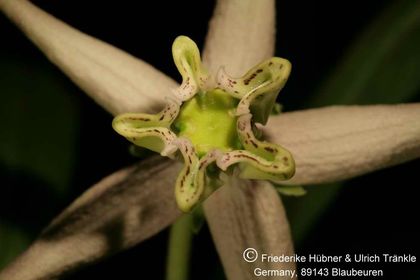 Stathmostelma sp (Exotica Clon) 004 – Asclepidarium