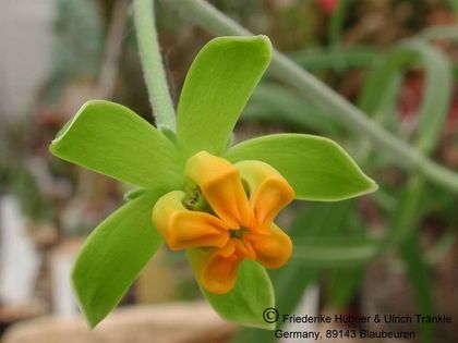 Stathmostelma sp (Tanzania) 004 – Asclepidarium