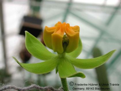 Stathmostelma sp (Tanzania) 005 – Asclepidarium